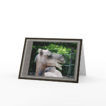 ラクダの顔は健康な願いを得ます