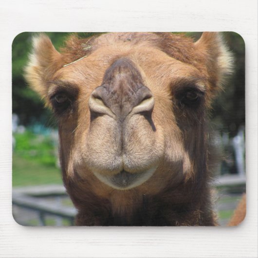 ラクダの顔 マウスパッド (正面)