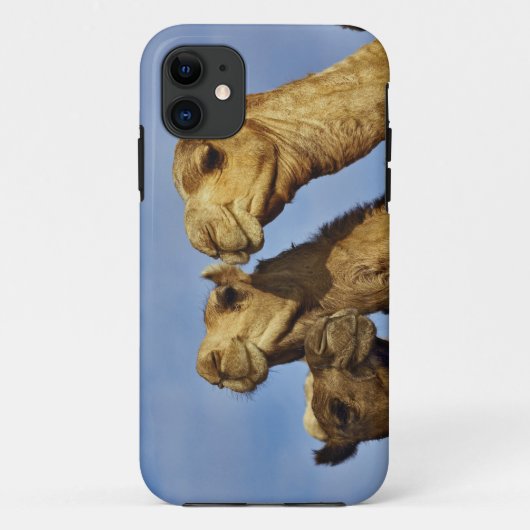 ラクダの3頭、ラクダ市場、エジプト カイロ Case-Mate iPhoneケース (裏面)