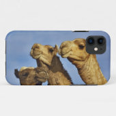 ラクダの3頭、ラクダ市場、エジプト カイロ Case-Mate iPhoneケース (裏面(横))