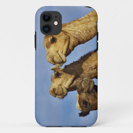 ラクダの3頭、ラクダ市場、カイロ、エジプト Case-Mate iPhoneケース (裏面)
