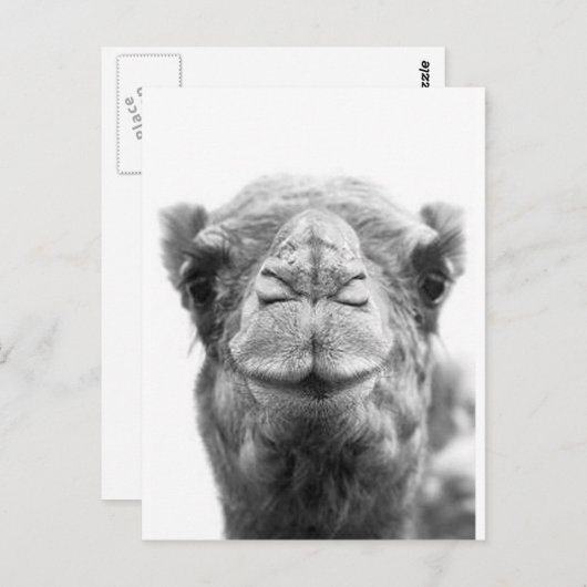 ラクダはおもしろいのクローズアップの写真に接吻します ポストカード (正面/裏面)