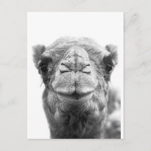 ラクダはおもしろいのクローズアップの写真に接吻します ポストカード (正面)