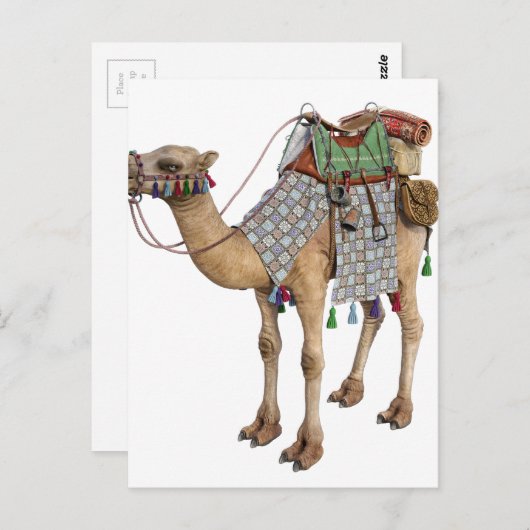 ラクダは古代騎馬者のために準備された ポストカード (正面/裏面)