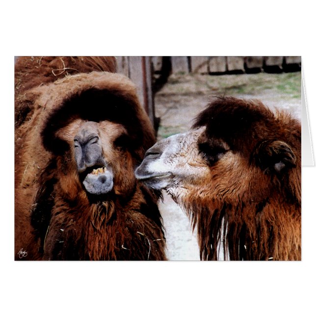 ラクダカード間の結婚の争い (正面横)