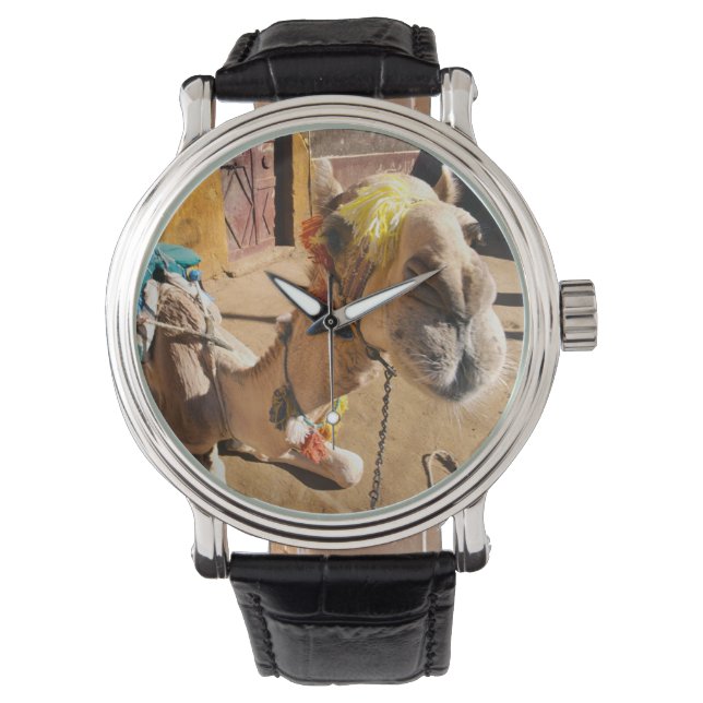 ラクダフレンドリーは次のライダーであるカイロを待っている。 腕時計 (正面)