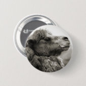 ラクダボタン 缶バッジ (正面&裏面)