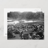 ラクダ市場，アデン，イエメン1902 ポストカード (正面/裏面)