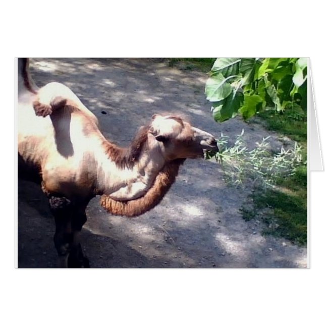 ラクダ時間！動物園動物 (正面横)