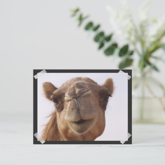 ラクダ葉書 ポストカード (スタンド正面)
