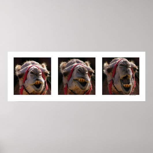 ラクダ顔 ポスター (正面)