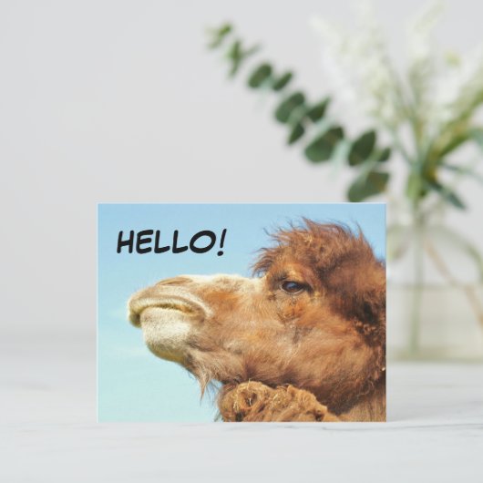 ラクダ – はがき (スタンド正面)