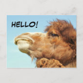 ラクダ – はがき (正面)