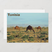 ラクダ，チュニジアのカード (正面/裏面)