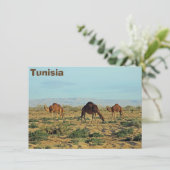 ラクダ，チュニジアのカード (スタンド正面)