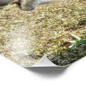 ラクダ フォトプリント            (角)