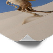 ラクダ ポスター (角)