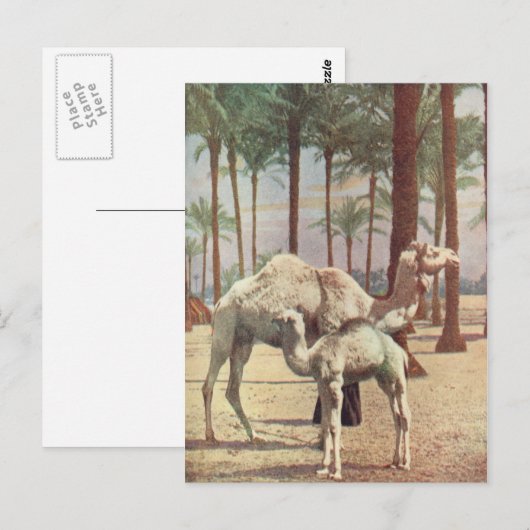 ラクダ ポストカード (正面/裏面)