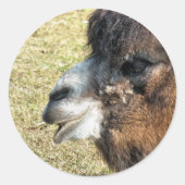 ラクダ ラウンドシール (正面)