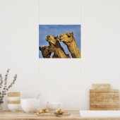 ラクダ，ラクダ市場，カイロ，エジプト ポスター (キッチン)