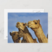 ラクダ，ラクダ市場，カイロ，エジプト ポストカード (正面/裏面)