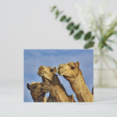 ラクダ，ラクダ市場，カイロ，エジプト ポストカード (スタンド正面)