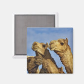 ラクダ，ラクダ市場，カイロ，エジプト マグネット (正面/裏面)