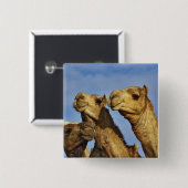 ラクダ，ラクダ市場，カイロ，エジプト 缶バッジ (正面&裏面)