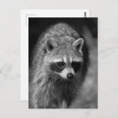 ラクーンのクローズアップポートレート – 野生動物写真 ポストカード (正面/裏面)