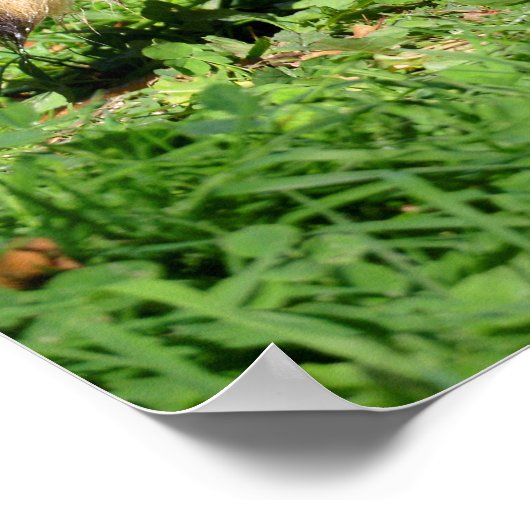 ラクーンのクローズアップ ポスター (角)