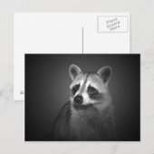 ラクーンの肖像ポストカード ポストカード (正面/裏面)