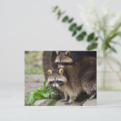 ラクーンマザー保護ベビー ポストカード (スタンド正面)