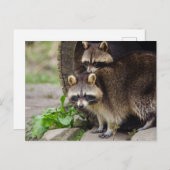 ラクーンマザー保護ベビー ポストカード (正面/裏面)