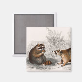 ラクーン図解入りの、写真付きのヴィンテージ マグネット (正面/裏面)