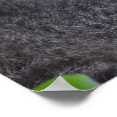 ラクーン接写ポスター ポスター (角)