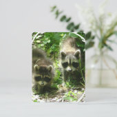 ラクーン生息地はがき ポストカード (スタンド正面)