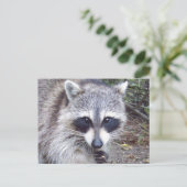 ラクーン野生生物シリーズ# 8はがき ポストカード (スタンド正面)