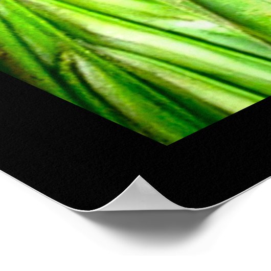 ラクーン野生生物写真 ポスター (角)