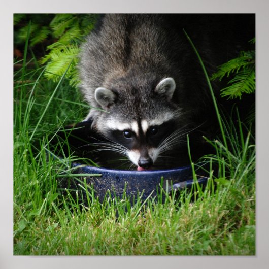 ラクーン飲料プリント ポスター (正面)