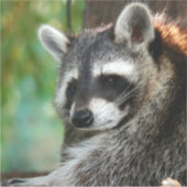 ラクーン001 シール (正面)