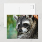 ラクーン001 ポストカード (正面/裏面)