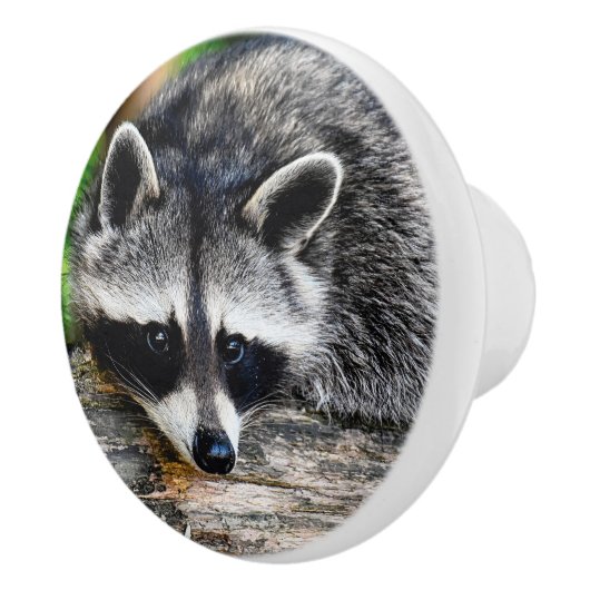 ラクーン003 セラミックノブ (右)