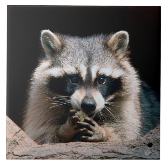 ラクーン004 タイル (正面)