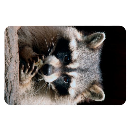 ラクーン004 マグネット (横)