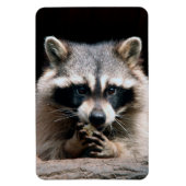 ラクーン004 マグネット (縦)