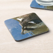 ラクーン コースター (左側)