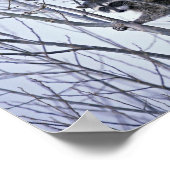 ラクーン ポスター (角)