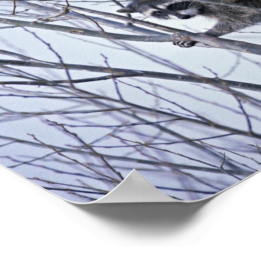 ラクーン ポスター (角)