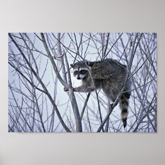 ラクーン ポスター (正面)