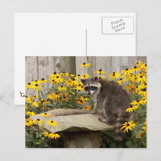 ラクーン ポストカード (正面/裏面)